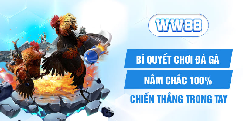 Bí Quyết Chơi Đá Gà Nắm Chắc 100% Chiến Thắng Trong Tay