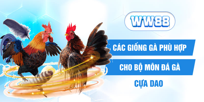 Các giống gà phù hợp cho bộ môn đá gà cựa dao