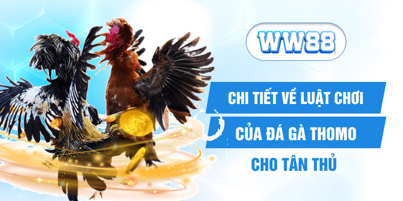 Chi tiết về luật chơi của đá gà Thomo cho tân thủ