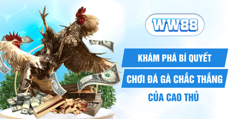 Khám phá bí quyết chơi đá gà chắc thắng của cao thủ