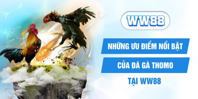 Những ưu điểm nổi bật của đá gà Thomo tại WW88